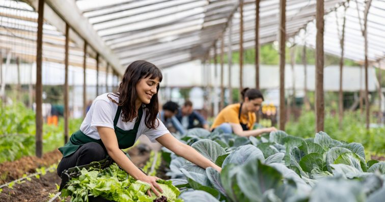 Happy group of Latin American workers working at an organic farm cultivating lettuce - sustainable lifestyle concepts